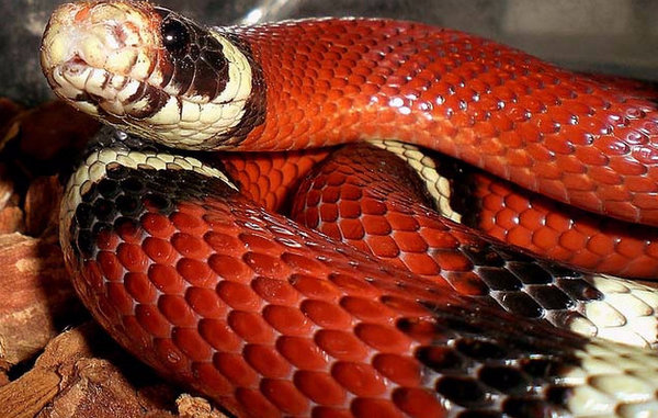 Домашняя змея