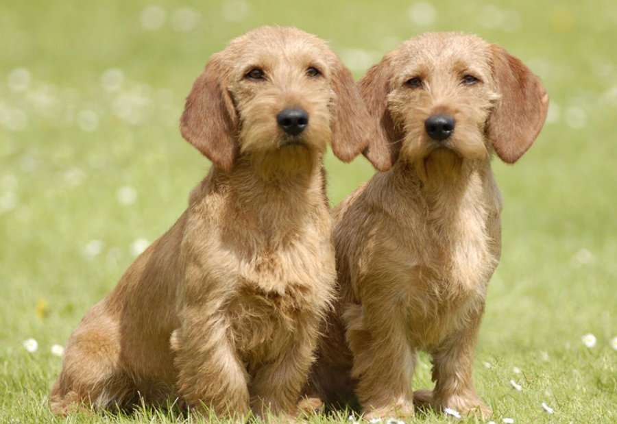 Бассет хаунд собака. описание, особенности, виды, уход и цена породы бассет хаунд