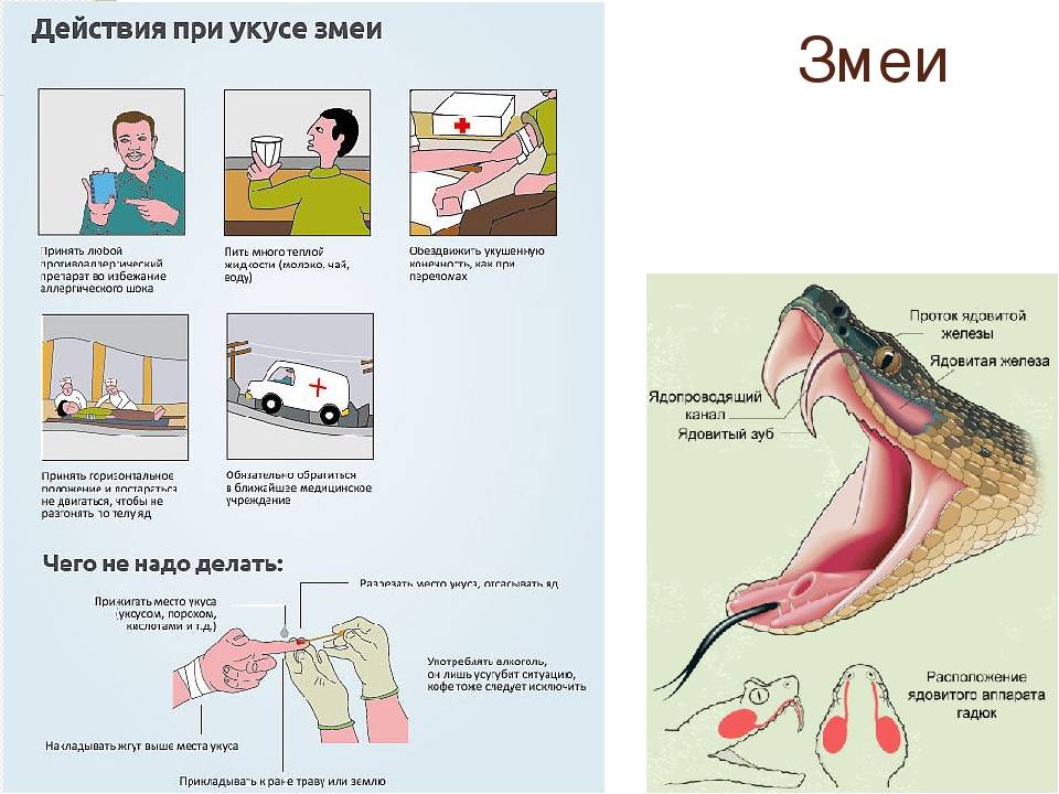 Укус скорпиона - симптомы болезни, профилактика и лечение укуса скорпиона, причины заболевания и его диагностика на eurolab