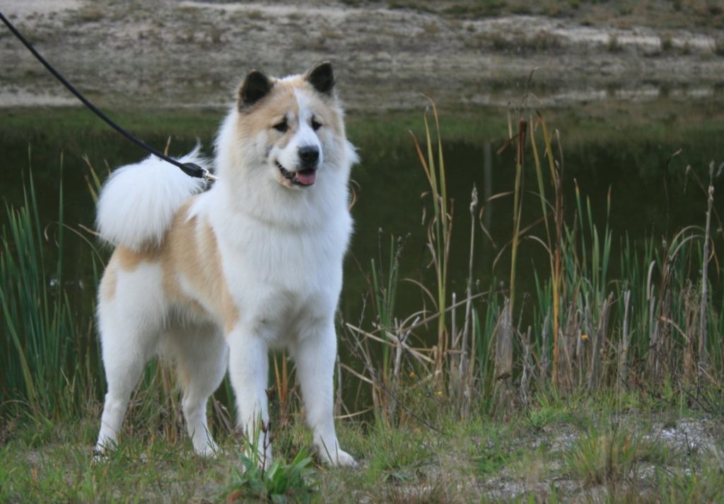 Тайская собака бангкэу - thai bangkaew dog - abcdef.wiki