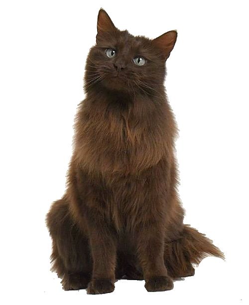 Йоркская шоколадная кошка: описание внешнего вида, характер и поведение, уход и кормление, фото породы, отзывы владельцев