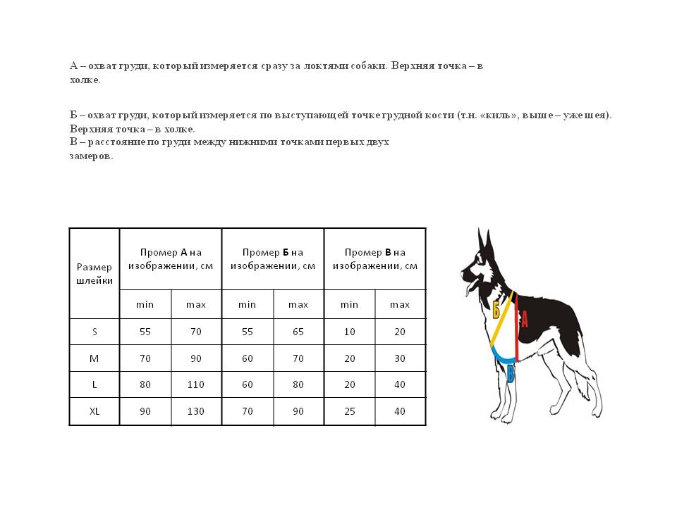 Размеры одежды для собак — что нужно знать при снятии мерок, таблицы