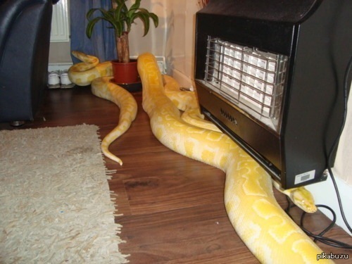 Чего боятся змеи и как от них избавиться в доме. как избавиться от всех змей в доме