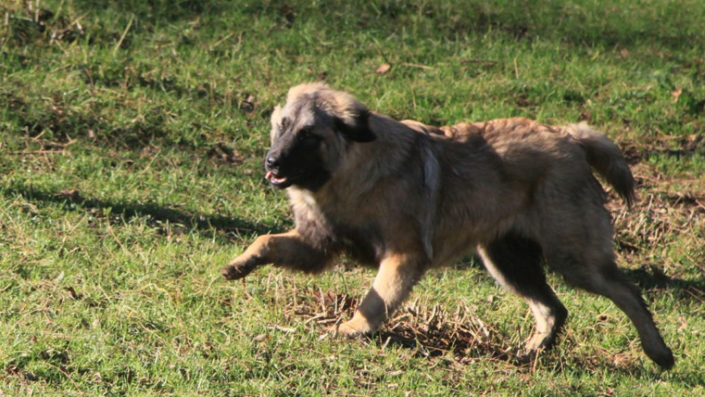 Английская овчарка собака. описание, особенности, история, характер, уход и цена породы