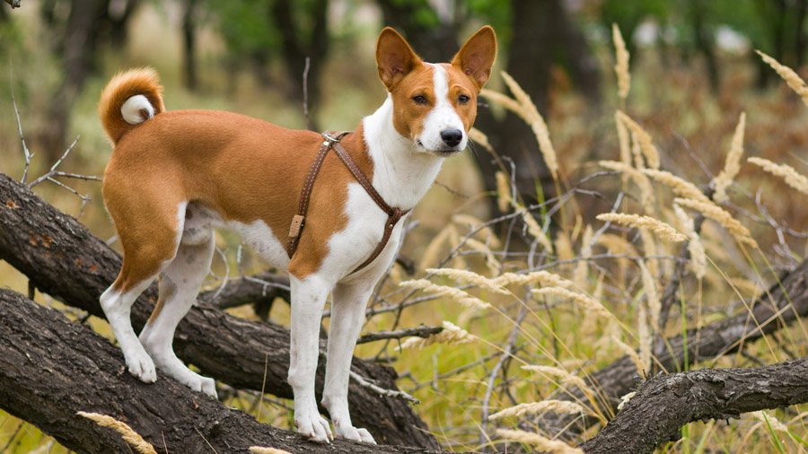 Басенджи — описание породы собак