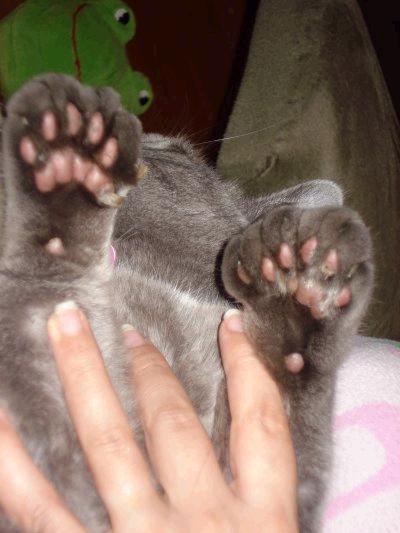 Сколько когтей у кошки на 4 лапах — сколько у кошек ногтей?