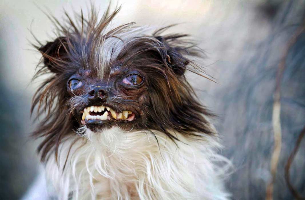 8 самых страшных и некрасивых пород собак в мире: описание и стоимость