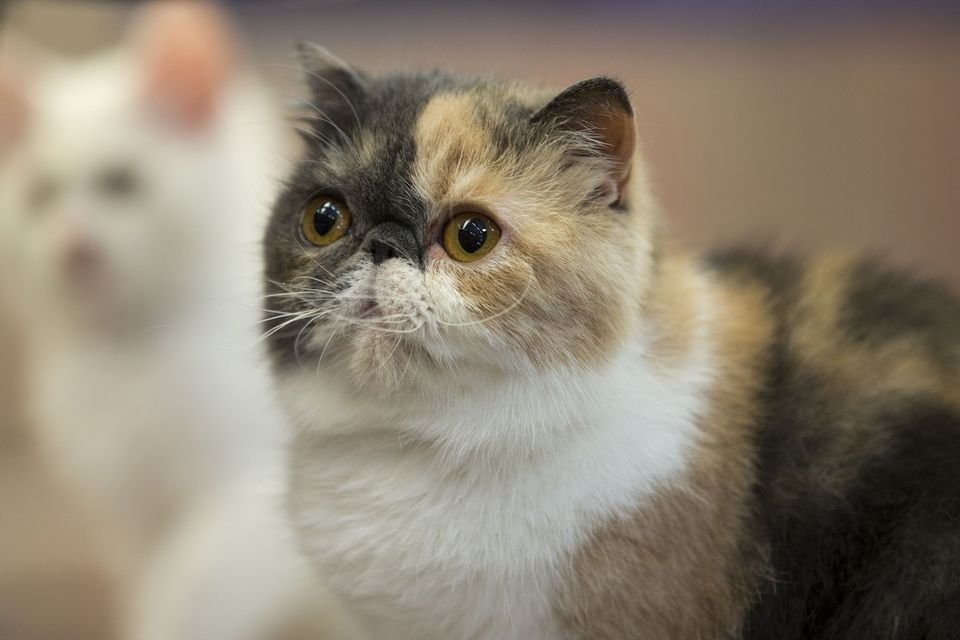 Топ-10 самых популярных пород кошек в рейтинге zuzako