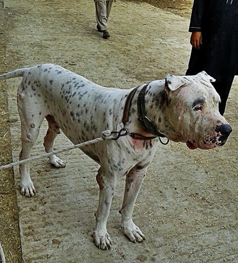 Содержание породы собак гуль донг и их фото