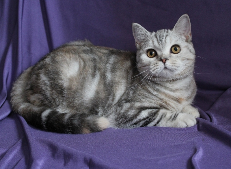 Описание шотландской прямоухой кошки по стандарту породы: внешность с фото и характер скоттиш-страйта, особенности ухода