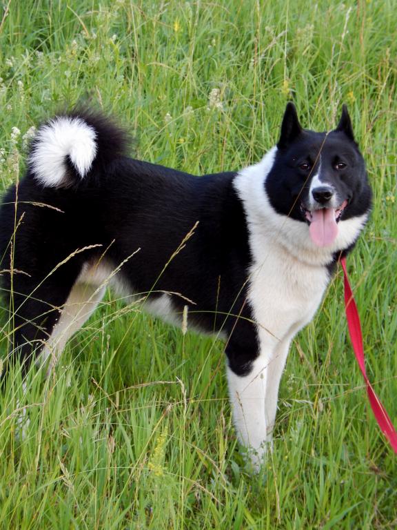Восточно-сибирская лайка — фото, описание породы собак, характер
