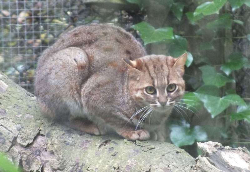 Ржавая кошка: обаятельная маленькая хищница