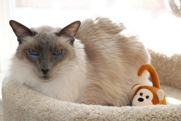 Балинезийская кошка: фото, описание породы, характер, цены