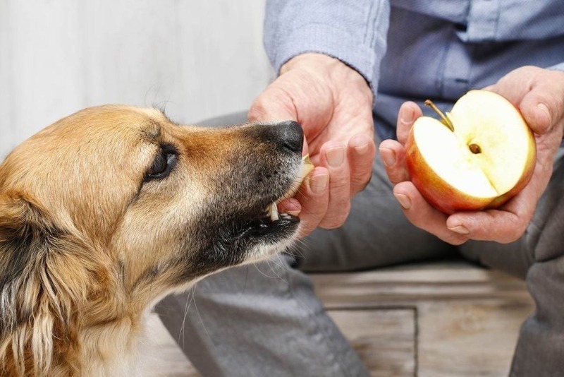 Можно ли кормить человеческой едой домашних животных?