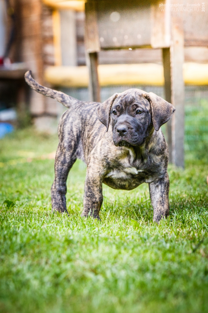 Ланкаширский хилер собака. описание, характер, особенности, уход и цена породы