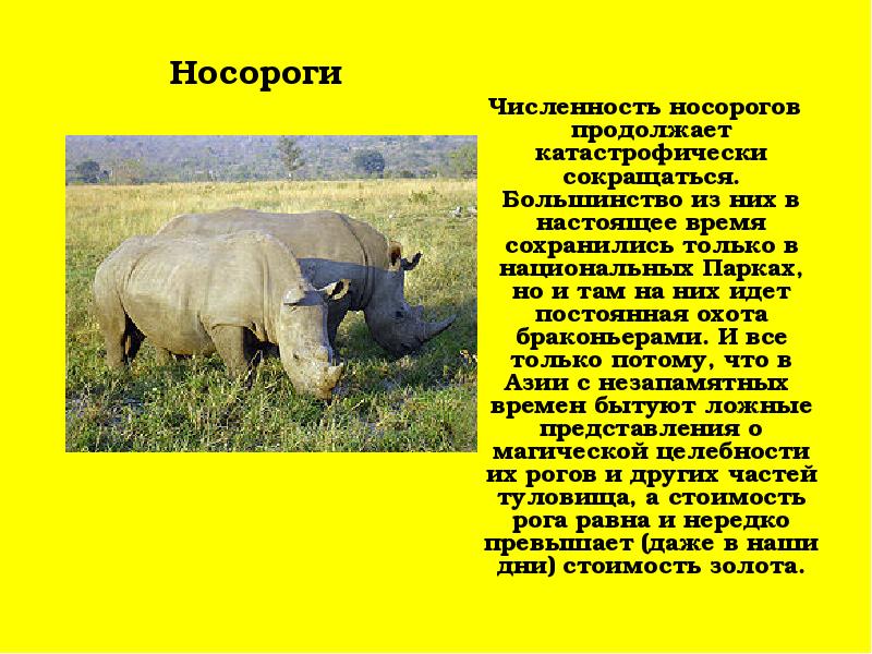 Яванский носорог / rhinoceros sondaicus