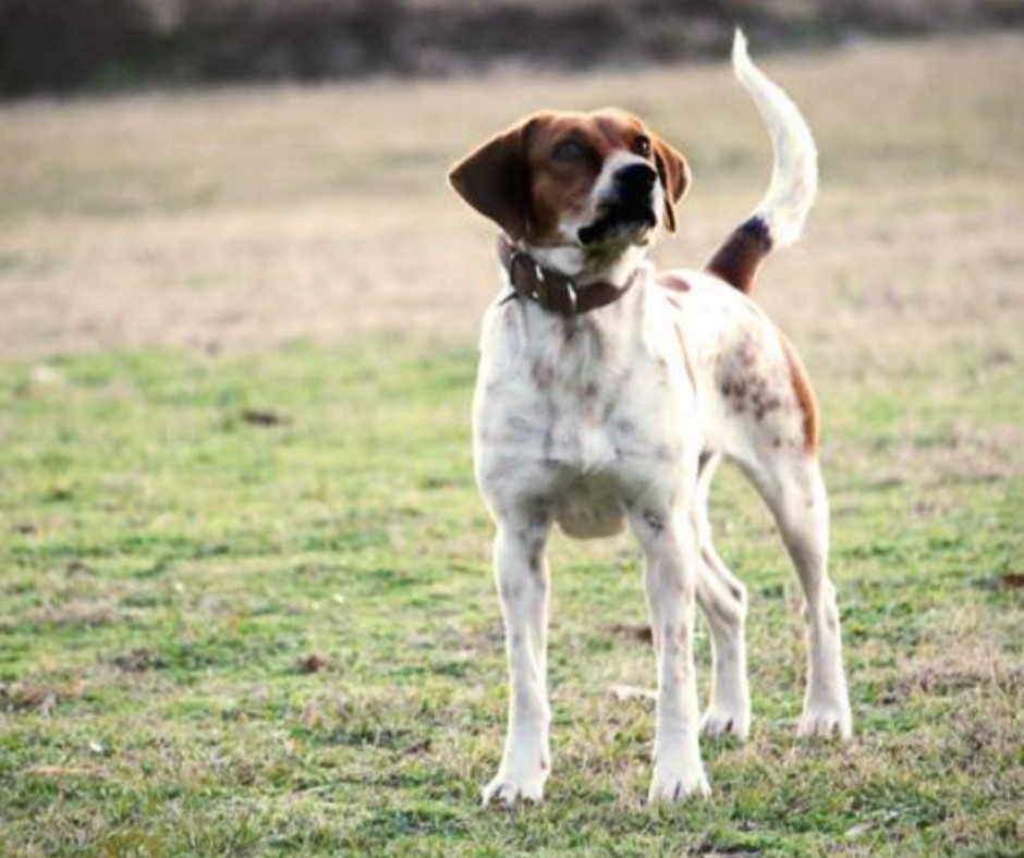 Фоксхаунд собака. описание, особенности, уход и цена фоксхаунда | животный мир