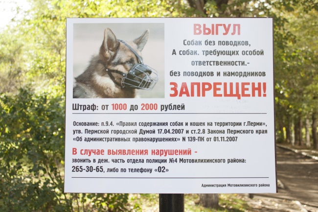 Возьмут к ноге: в россии ужесточают правила выгула собак