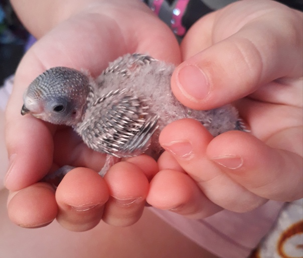 Уход за птенцами волнистого попугая | блог ветклиники "беланта"