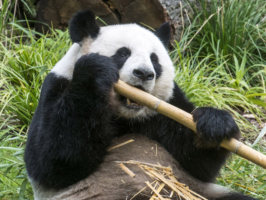 Панда большая. кто такие панды, как выглядят, где обитают, чем питаются, где можно увидеть?