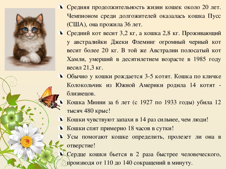 Сколько лет живут кошки? это вас удивит: новости, кошки, диета, возраст, здоровье, советы, домашние животные