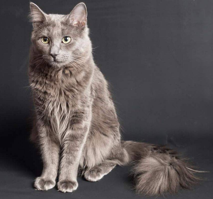 Кошка нибелунг (фото): дымчатый красавец с хорошими манерами