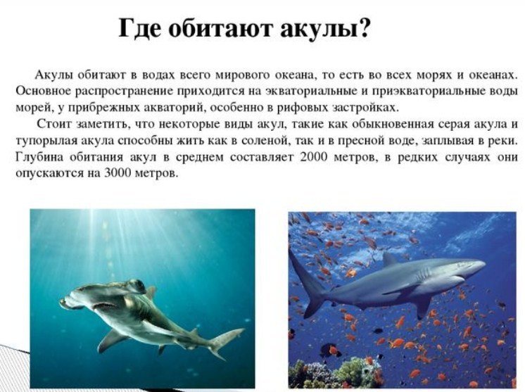 Где водятся акулы, в каких морях и океанах? описание, виды, фото - gkd.ru