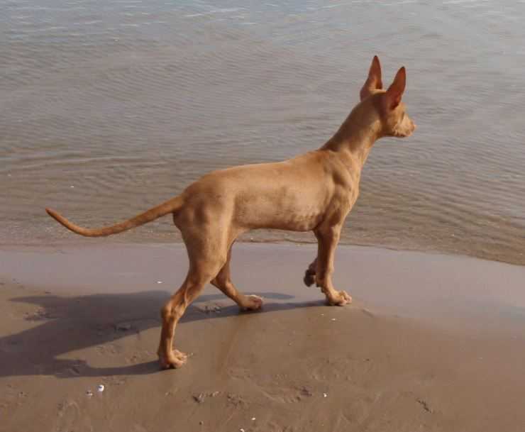 Фараонова собака – описание породы