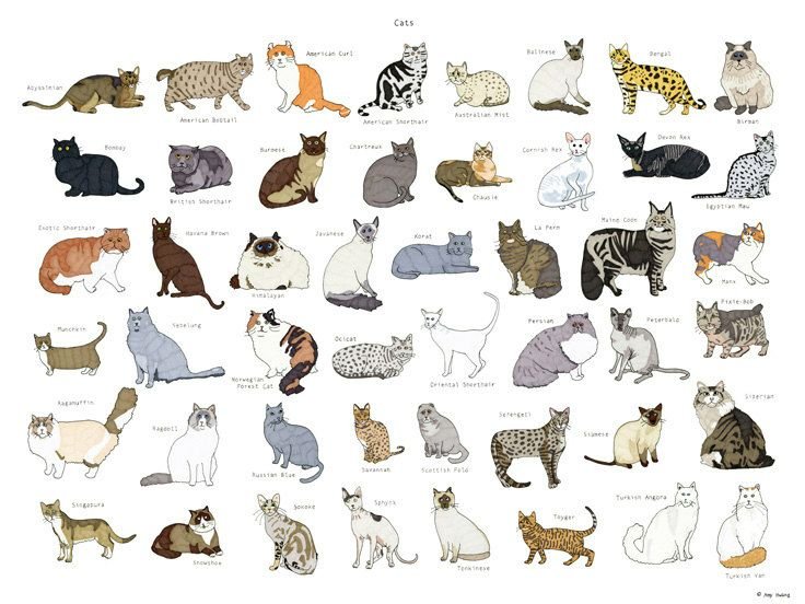 Все породы кошек (67 шт.) с фотографиями и названиями и описанием пород