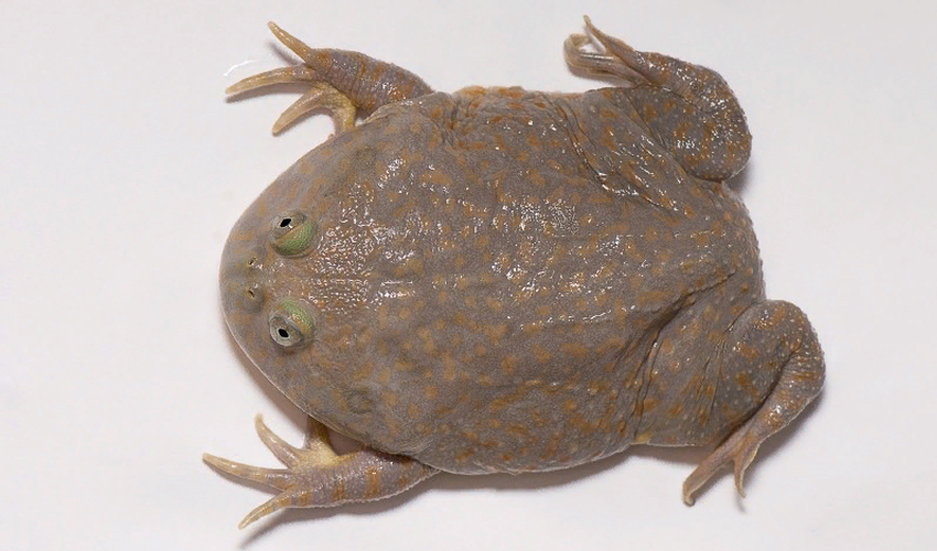 Лягушка баджита обыкновенная или злая щитоспинка (лат. lepidobatrachus laevis) (англ. budgett’s frog)