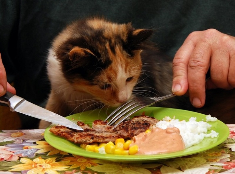 Старая кошка не ест, только пьет воду и спит, сильно похудела – что делать, как можно помочь?
