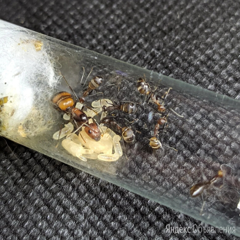 Camponotus nicobarensis (рыжий реактивный муравей) : описание, содержание, кормление, уход