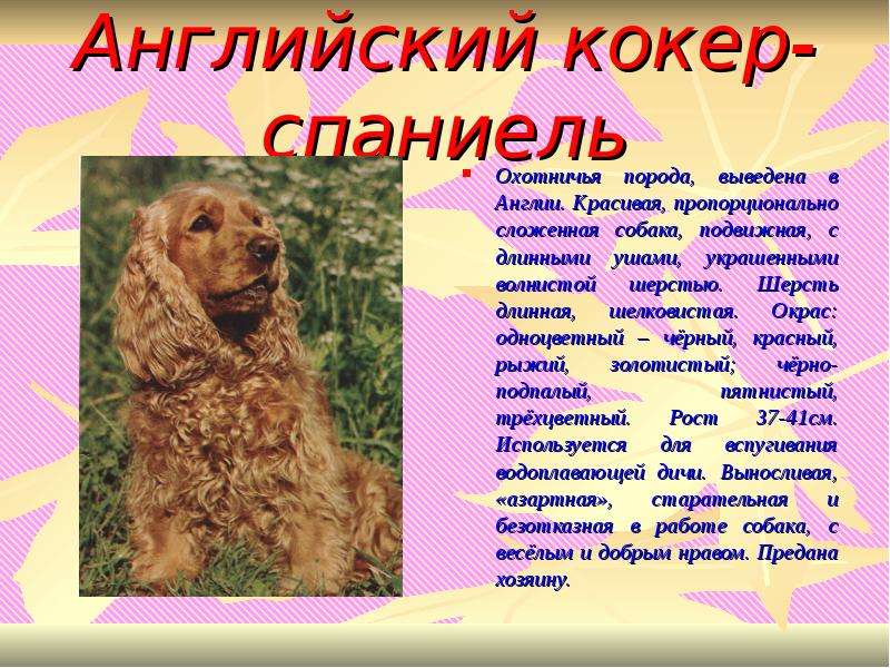 Русский охотничий спаниель- все о собаке, фото, видео, цены, отзывы, содержание, характер, стандарты, окрас, дрессировка