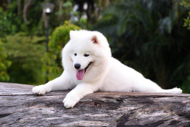 Характеристика собак породы самоед (самоедская лайка) с отзывами и фото