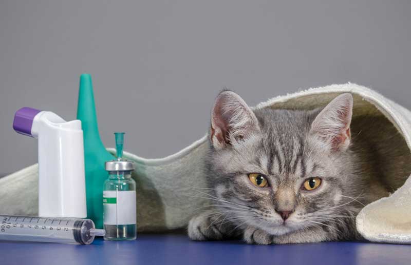 Астма у кошек - симптомы и лечение