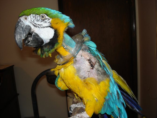 Почему попугаи грызут свои перья