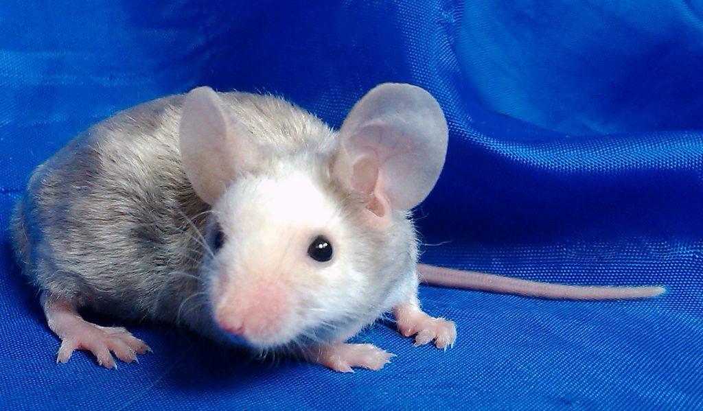 Виды и разновидности крыс – как выглядят и называются
