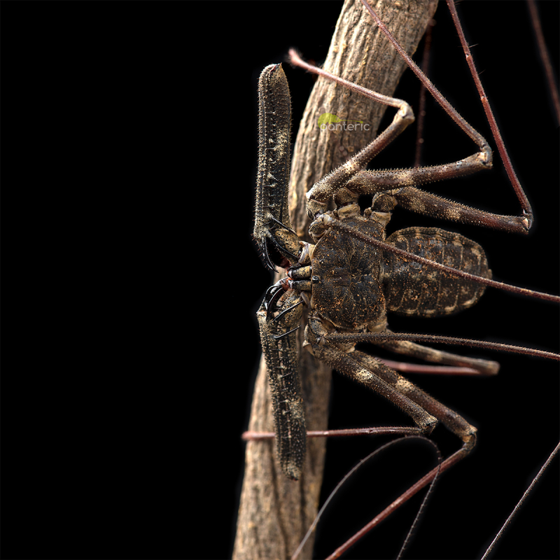 Фрин (жгутоногий паук): особенности строения, образ жизни, среда обитания, содержание