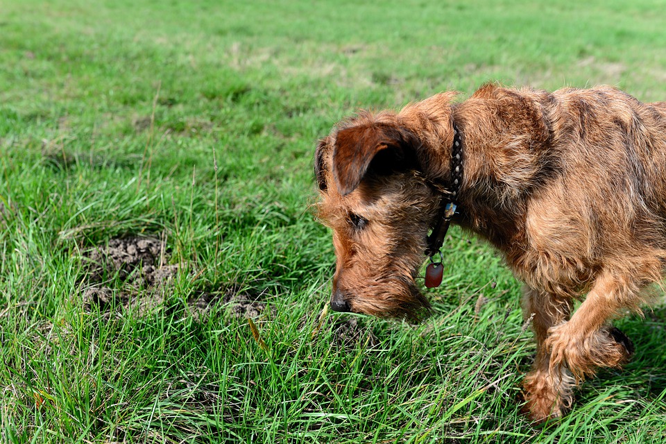 Ирландский пшеничный терьер: описание собаки, особенности ухода и воспитания терьеров (95 фото)