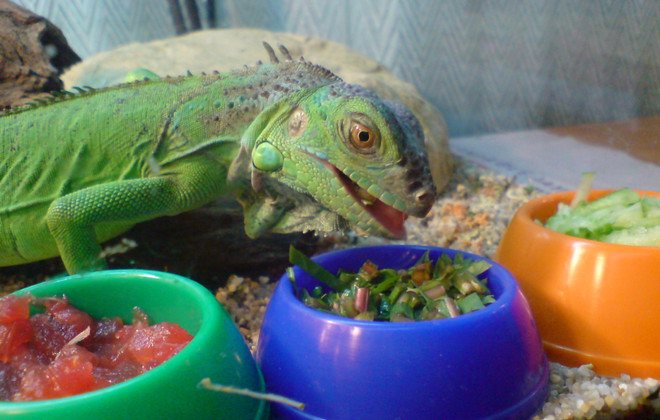 Зеленая игуана - green iguana - abcdef.wiki