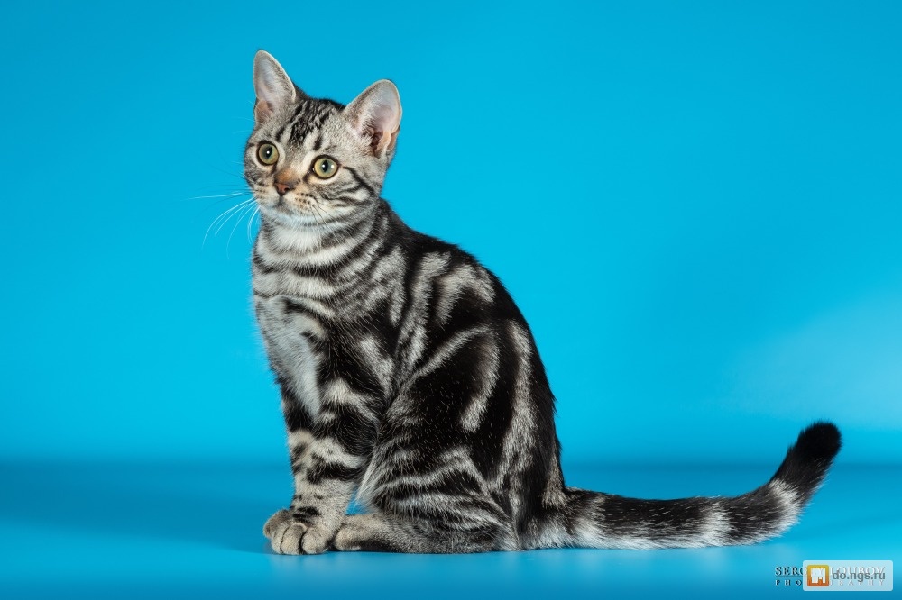 Бразильская короткошерстная кошка — описание пород котов