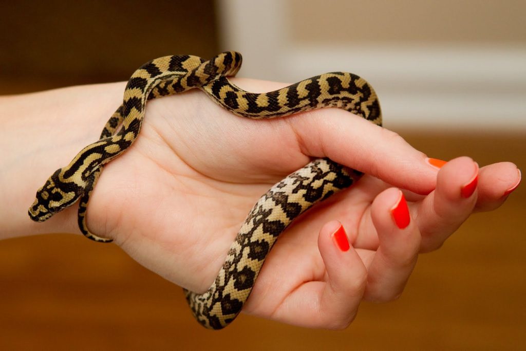 Каких змей можно держать дома: особенности поведения, уход и кормление, меры предосторожности