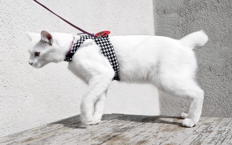 Шлейка для кошки: особенности выбора и использования поводка для кота, как сделать его своими руками