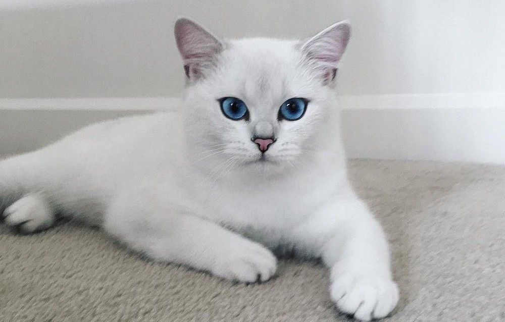 Сколько стоит порода кошек белые с разными глазами