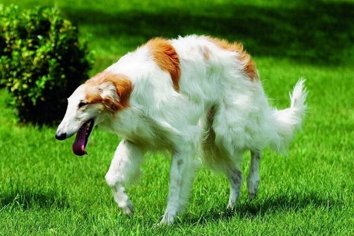 Самые глупые породы собак в мире, топ-10