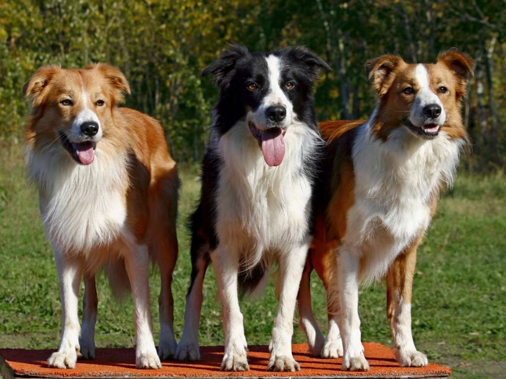 Лучшие пастушьи собаки с описанием, названиями и фото пород