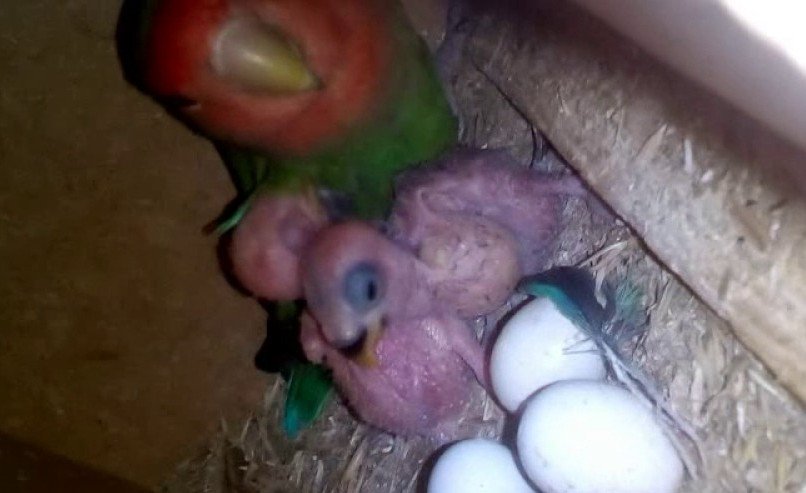 Корм для птенцов волнистых попугаев: чем кормить новорожденных пернатых 1-2 месяца, если самка отказывается