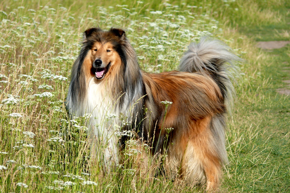Колли собака — характеристика, особенности характера и дрессуры, уход и содержание, рацион + 80 фото