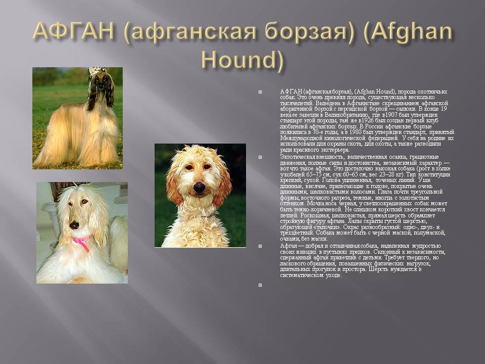 Афганская борзая собака описание породы