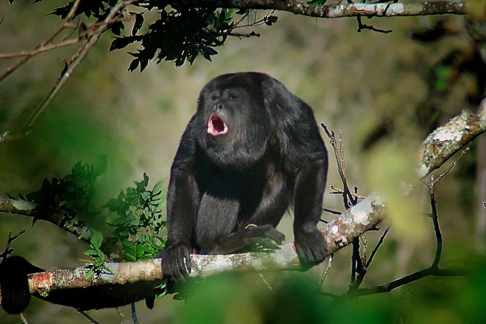 Обезьяна-ревун: описание приматов и значение их криков : labuda.blog